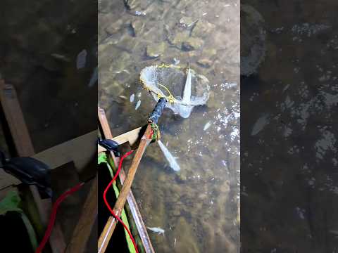 Village boy fhishing amazing tacknic #desi Machli #tarndeng #fishingtechniques