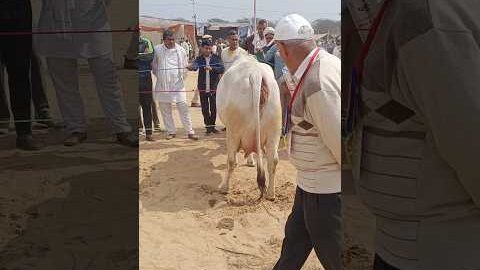 Matak chalungi ।All india top quality desi gay । 20 litter milk tharparkar gay
