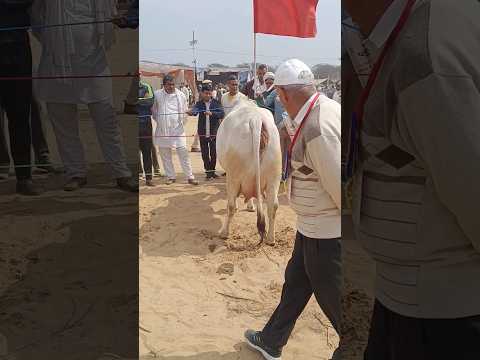 Matak chalungi ।All india top quality desi gay । 20 litter milk tharparkar gay