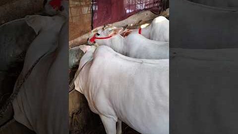 দক্ষিণ বারাসাত পদুয়া দেশি গরুর ভিডিও 👈 Dakshin Barasat #desi #viral #minivlog
