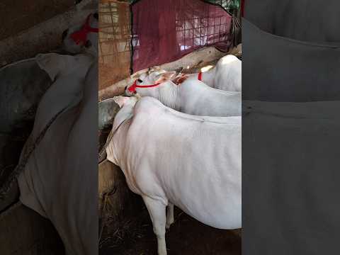 দক্ষিণ বারাসাত পদুয়া দেশি গরুর ভিডিও 👈 Dakshin Barasat #desi #viral #minivlog