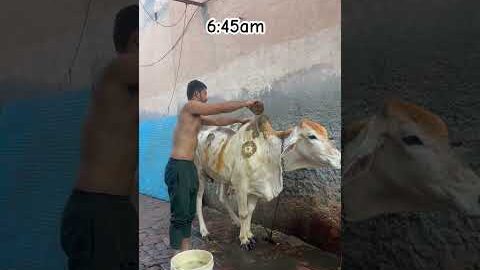 Morning routine desi vlog #dailyvlog #desi #shrots #manishdesifitness #roots #trending #virulshorts