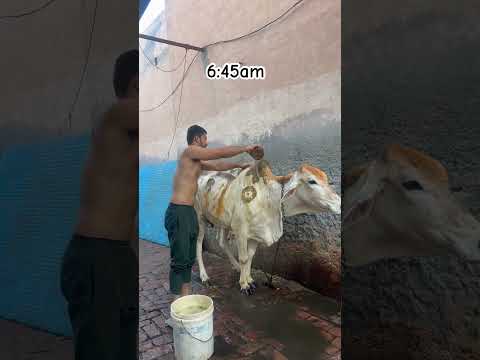 Morning routine desi vlog #dailyvlog #desi #shrots #manishdesifitness #roots #trending #virulshorts