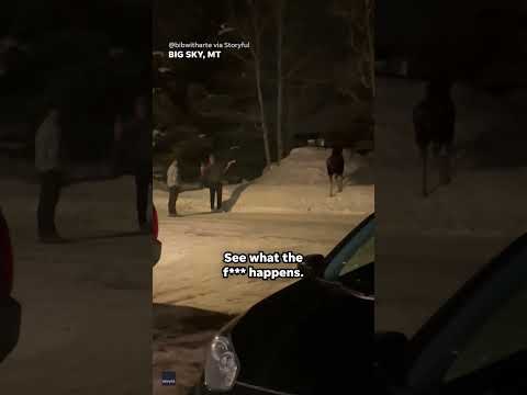 Moose charges at men who ignore repeated pleas to leave animal alone #Shorts