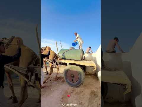 ऊँट पालको का जीवन 😍 #desi #life #rajasthani #village #facts #shorts