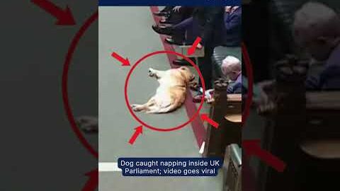 Viral Video: Dog Caught Sleeping Inside United Kingdom Parliament | #shorts