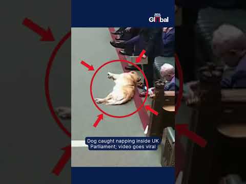 Viral Video: Dog Caught Sleeping Inside United Kingdom Parliament | #shorts