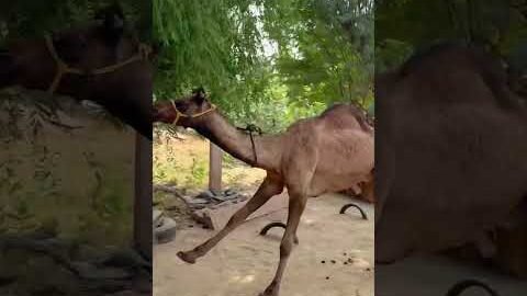 Chilgaadi ban ke udungi tere sath #funny #dance #shorts #camel #desi #vairalvideo #marwadi #song