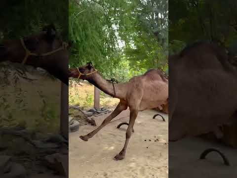 Chilgaadi ban ke udungi tere sath #funny #dance #shorts #camel #desi #vairalvideo #marwadi #song
