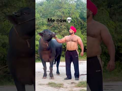 Desi CHOBAR🔥🦬 #fitness #bodybuilder #jattmind #pindawale #shorts