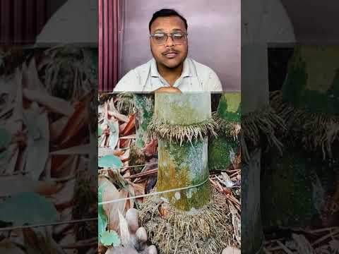 Bamboo cutting का desi hack! 😲 #desijugaad #skill #innovation #shorts #ytshorts