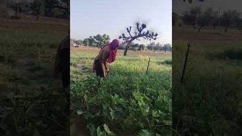 jamidhari #kishan #desi #shekawati #viralvideo #rajasthani #trending #viral #shekawaticulture #desi