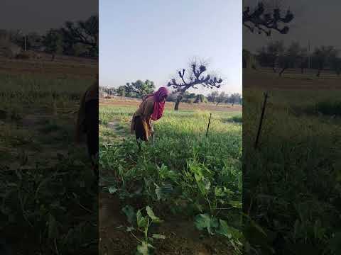 jamidhari #kishan #desi #shekawati #viralvideo #rajasthani #trending #viral #shekawaticulture #desi