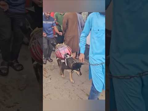 Indian desi jugaad Part 5 #cricket #shorts