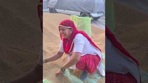 #shorts #ytshorts #haryanvisong #farmer #desi #villagelife #shortvideo #viral #dailyshorts