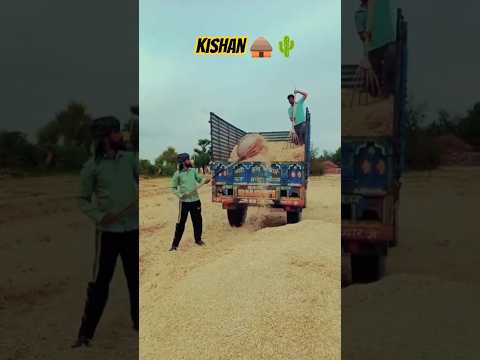 Village life🏡🕊 #shorts #village #villagelife #farming #desi #farmer #kishan #rajasthani