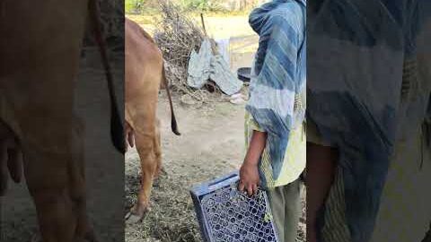 cow milking 🐄🐄🐄 #dairyfarming #youtubeshorts #shorts #desi #trending #haryanvi #yt #cow