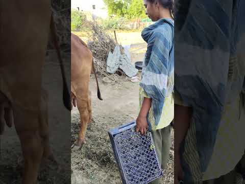 cow milking 🐄🐄🐄 #dairyfarming #youtubeshorts #shorts #desi #trending #haryanvi #yt #cow