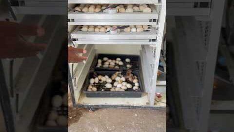 egg incubator machine poultry farming business #incubator #poultry #bussness #eggs #desi