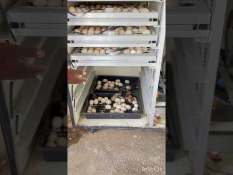 egg incubator machine poultry farming business #incubator #poultry #bussness #eggs #desi