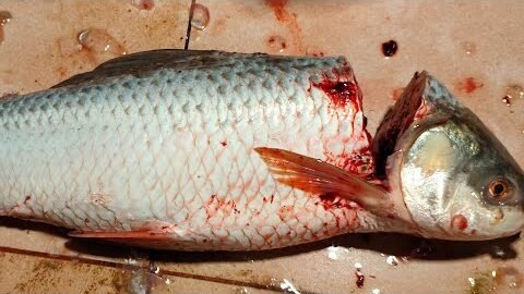 Rakib fish official is live! big fish cutting desi style of Bangladeshi ranga mati 🐟