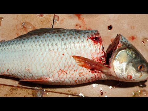 Rakib fish official is live! big fish cutting desi style of Bangladeshi ranga mati 🐟