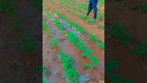 kheti badi #farming #okra #desi #shortsvideo
