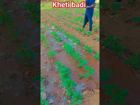 kheti badi #farming #okra #desi #shortsvideo