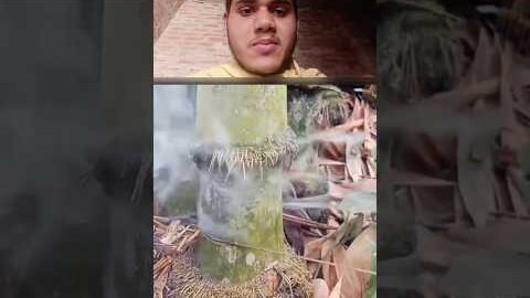 bans Ko kaatne ka desi tarika #bans