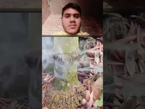 bans Ko kaatne ka desi tarika #bans