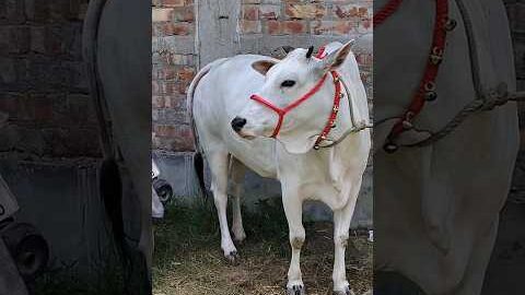 Desi Goru Shorts Video #desi #cow