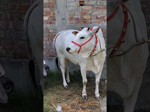 Desi Goru Shorts Video #desi #cow