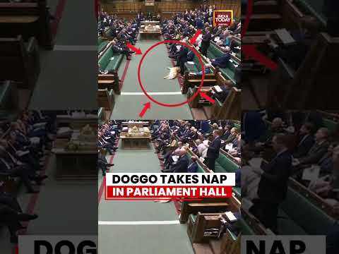 Doggo Takes Nap Inside UK Parliament Hall, Video Goes Viral #viralvideo #cutedog #ukparliament