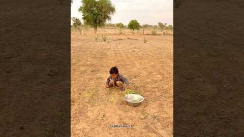 मारवाड़ की आर्गेनिक सब्जी 🥰 #villagelife #desert #desi #thar #food #organic #funny #motivation #fyp