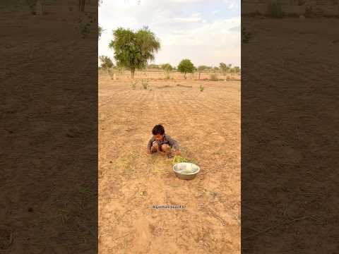मारवाड़ की आर्गेनिक सब्जी 🥰 #villagelife #desert #desi #thar #food #organic #funny #motivation #fyp