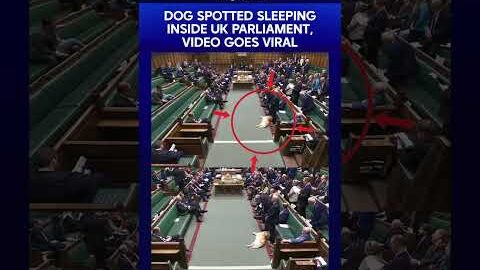 Dog Spotted Sleeping Inside United Kingdom Parliament, Video goes Viral