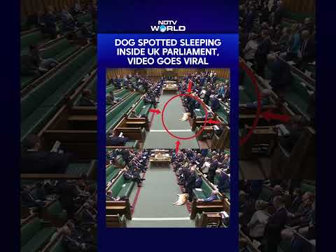 Dog Spotted Sleeping Inside United Kingdom Parliament, Video goes Viral