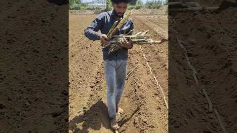 hum gaon ke balak moje me milage #viral #short #desi #farming #trending Short #viral #gaon