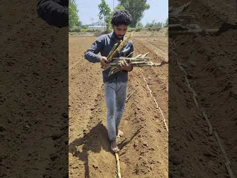 hum gaon ke balak moje me milage #viral #short #desi #farming #trending Short #viral #gaon