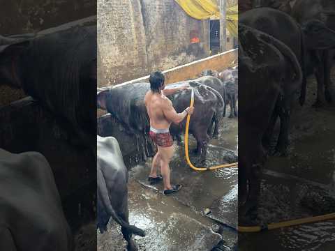 Murra jhoti 💪 desi life