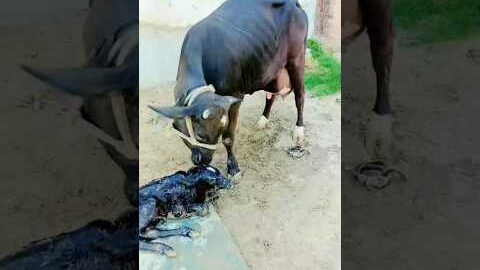 Animals #desi #life #shorts #trending #ytshorts #ytstudio #viral #video #shortsviral dairy#ytshorts