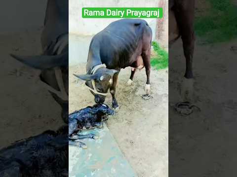 Animals  #desi #life #shorts #trending #ytshorts #ytstudio #viral #video #shortsviral dairy#ytshorts