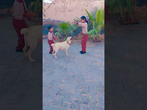 Gidha boliyan punjabi song #new #trending #viral #todaylive #harsha840 #song #shorts #punjabi #song
