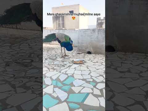 Village vlog 😍#trending #vlog #desi #vairal #shorts #krishna #desi life#reels india#rajshahi
