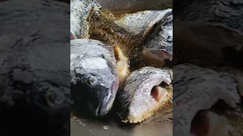 Fried fish🐟 🐠 🎣 🐟#shortsfeed #shorts #viral #convalexa #trending #youtubeshorts #love #tiktok