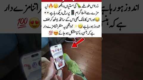 Parrot Watching Instagram Reels😂🦜 #Viral #Funny #Cute #Animals #Trending #MustWatch #USA #UK #foru