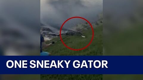 Alligator charges from water to steal Florida boy’s fish in viral sneak attack
