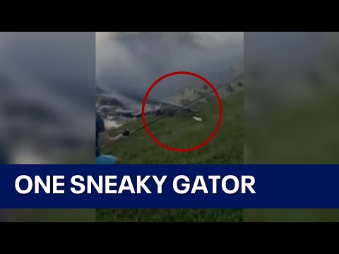 Alligator charges from water to steal Florida boy’s fish in viral sneak attack