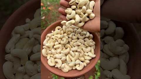 #గోదావరి జిల్లాలో పండే నాటు జీడిపప్పు #cashew #desi #local #dryfruits #sale #ordernow #shorts