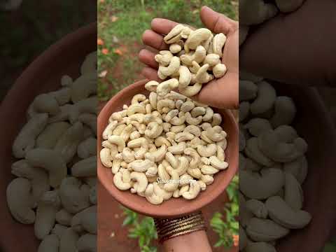 #గోదావరి జిల్లాలో పండే నాటు జీడిపప్పు #cashew #desi #local #dryfruits #sale #ordernow #shorts